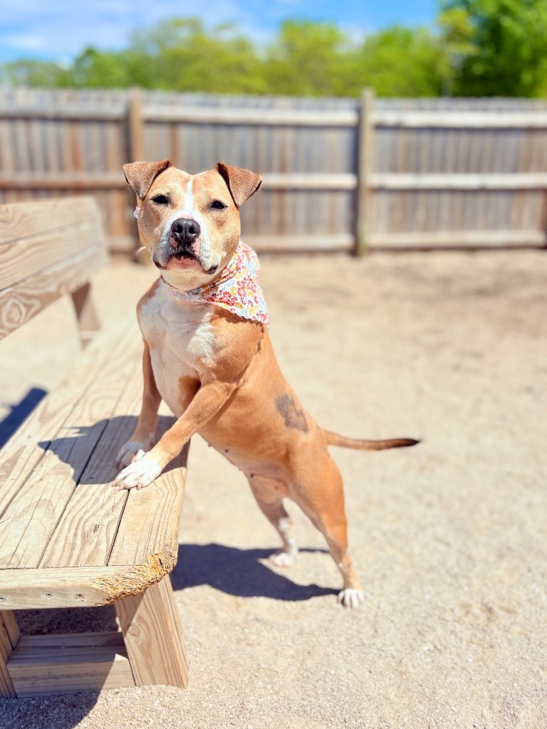 Goldie, an adoptable Mixed Breed in Muskegon, MI, 49442 | Photo Image 1