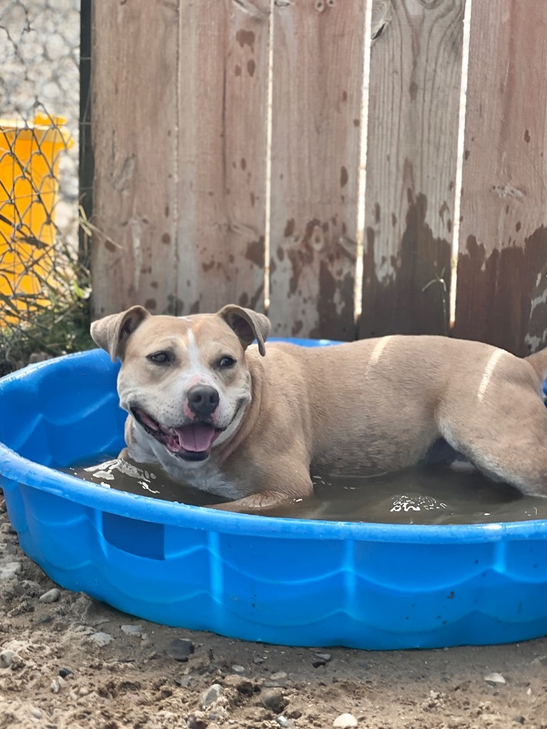 Goldie, an adoptable Mixed Breed in Muskegon, MI, 49442 | Photo Image 2