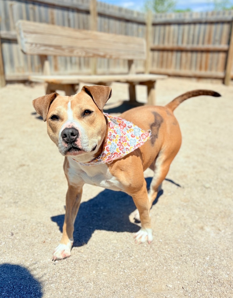 Goldie, an adoptable Mixed Breed in Muskegon, MI, 49442 | Photo Image 3