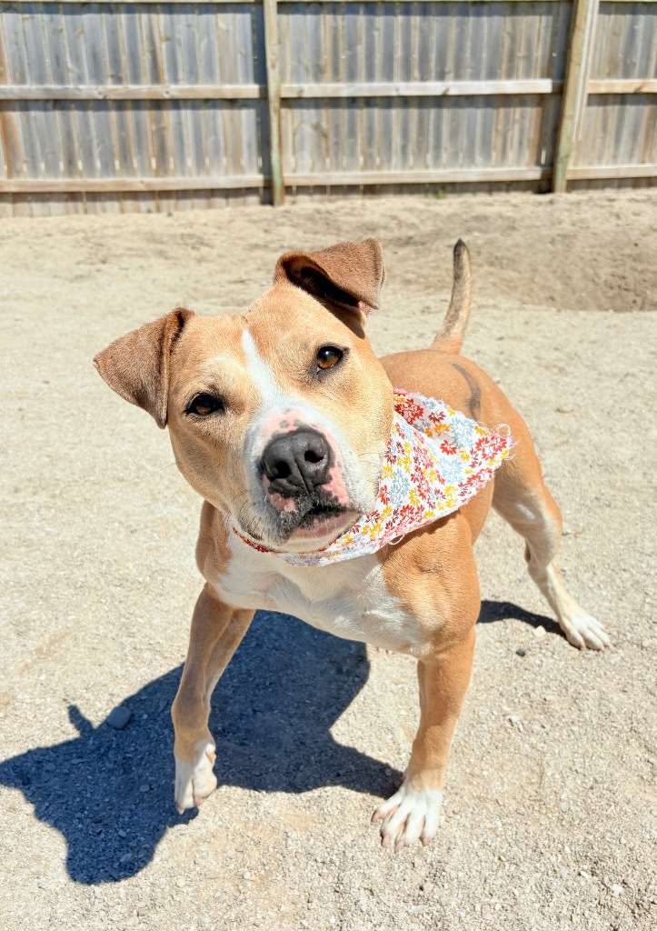 Goldie, an adoptable Mixed Breed in Muskegon, MI, 49442 | Photo Image 4