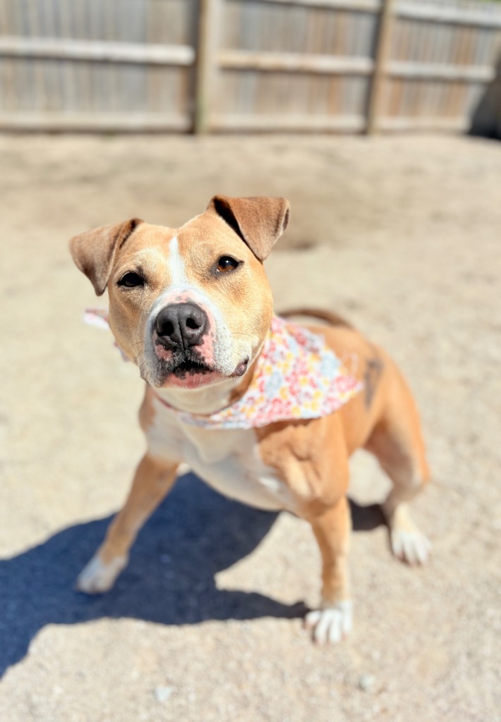 Goldie, an adoptable Mixed Breed in Muskegon, MI, 49442 | Photo Image 5
