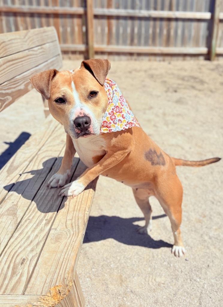 Goldie, an adoptable Mixed Breed in Muskegon, MI, 49442 | Photo Image 6