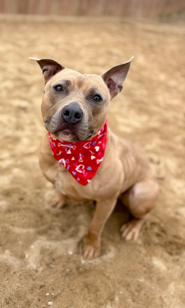 Solei, an adoptable Mixed Breed in Muskegon, MI, 49442 | Photo Image 1