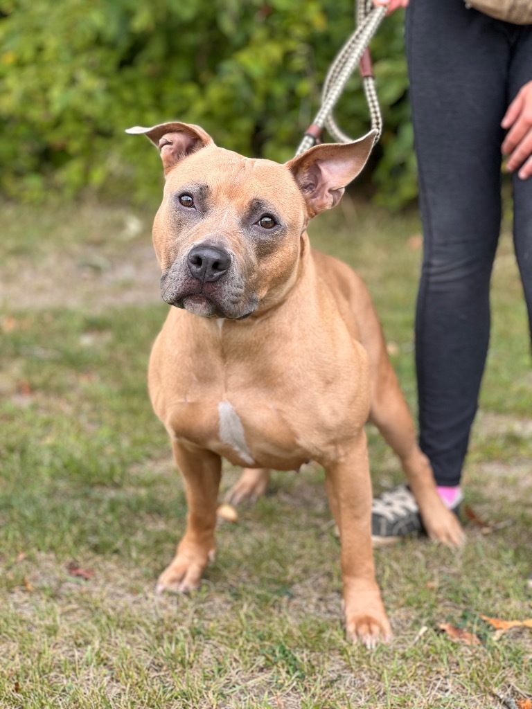 Solei, an adoptable Mixed Breed in Muskegon, MI, 49442 | Photo Image 2