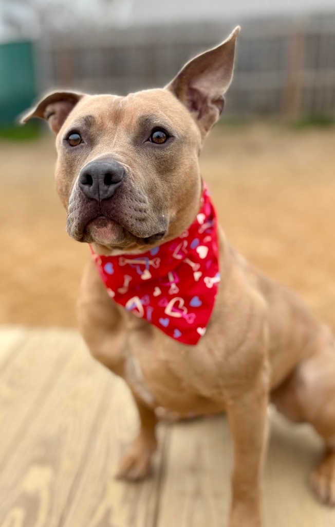 Solei, an adoptable Mixed Breed in Muskegon, MI, 49442 | Photo Image 3
