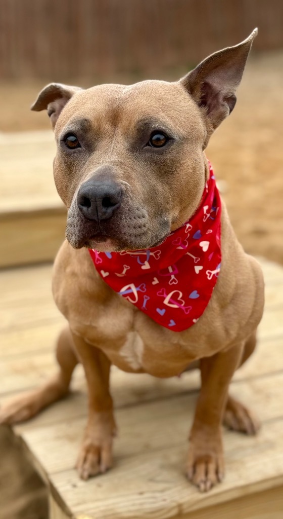 Solei, an adoptable Mixed Breed in Muskegon, MI, 49442 | Photo Image 4