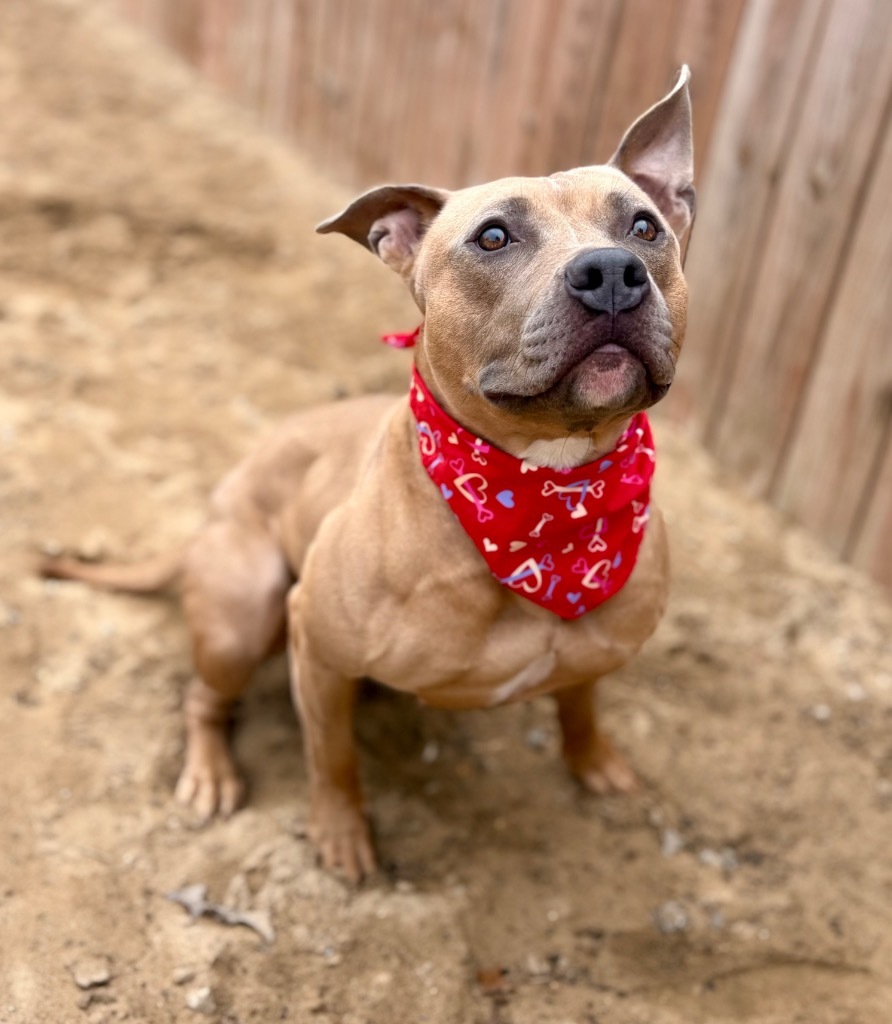 Solei, an adoptable Mixed Breed in Muskegon, MI, 49442 | Photo Image 5