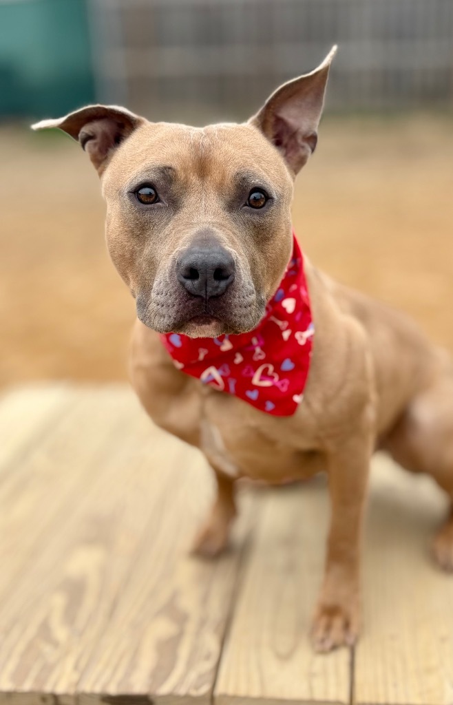 Solei, an adoptable Mixed Breed in Muskegon, MI, 49442 | Photo Image 6