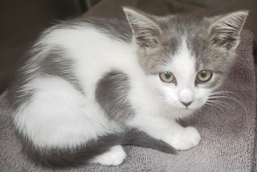 S Kitten 24-0903, an adoptable Domestic Short Hair in Heber City, UT, 84032 | Photo Image 2