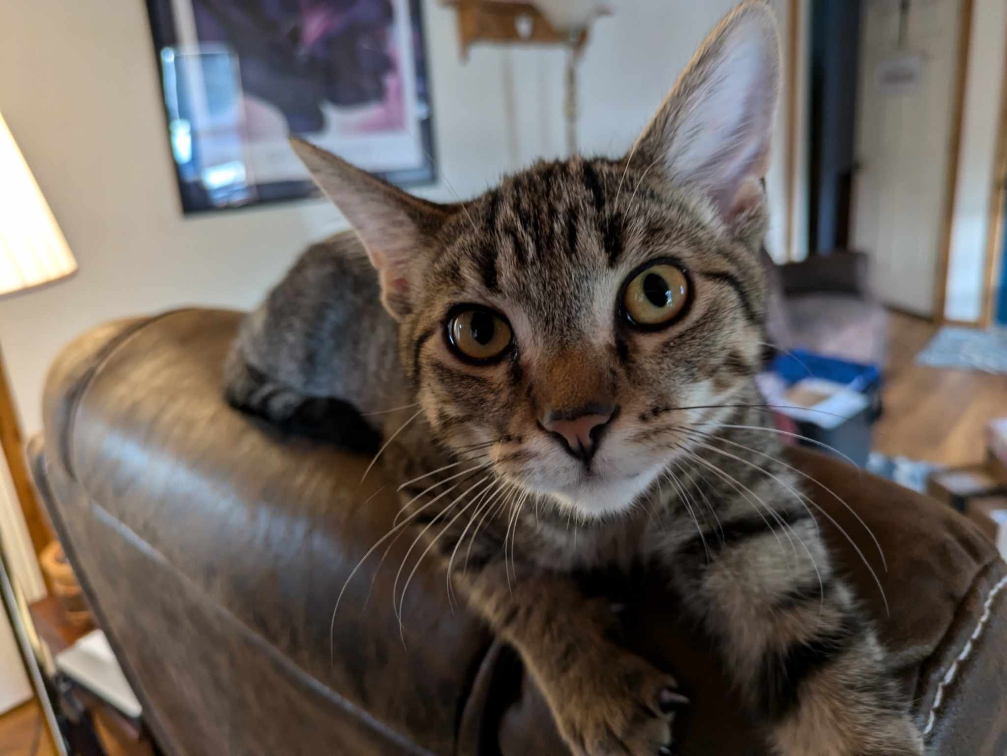 Giuseppe Fluff