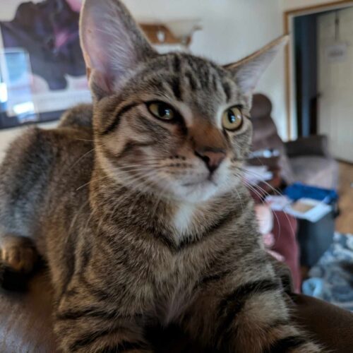 Giuseppe Fluff