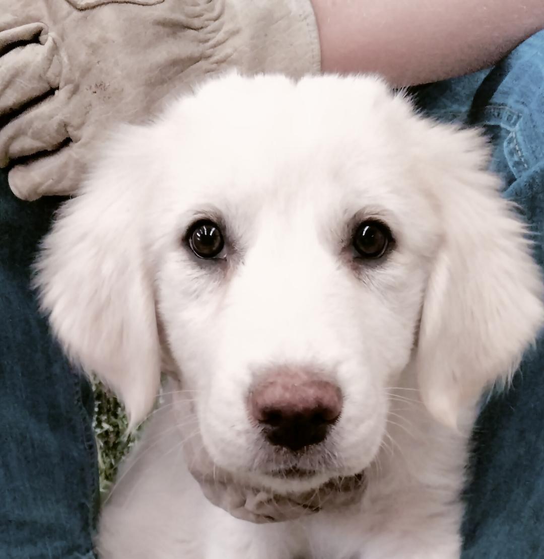 Molly - Puppy, an adoptable Great Pyrenees in Hamilton, MT, 59840 | Photo Image 1