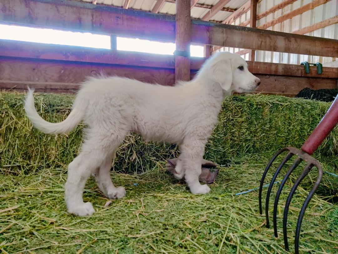 Molly - Puppy, an adoptable Great Pyrenees in Hamilton, MT, 59840 | Photo Image 2