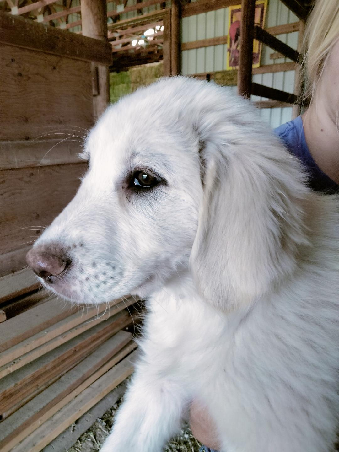 Molly - Puppy, an adoptable Great Pyrenees in Hamilton, MT, 59840 | Photo Image 3