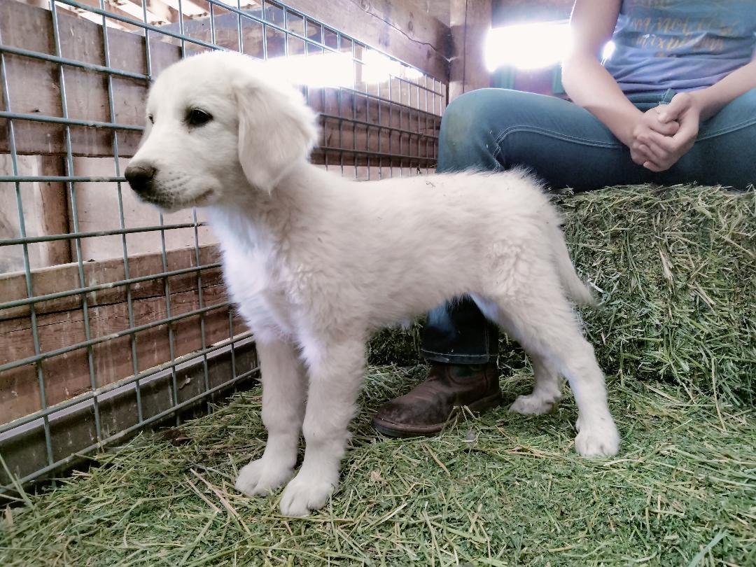 Tolly - Puppy, an adoptable Great Pyrenees in Hamilton, MT, 59840 | Photo Image 1