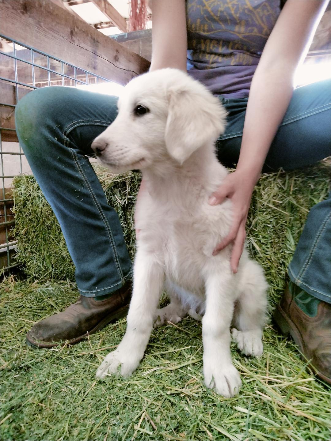 Tolly - Puppy, an adoptable Great Pyrenees in Hamilton, MT, 59840 | Photo Image 2