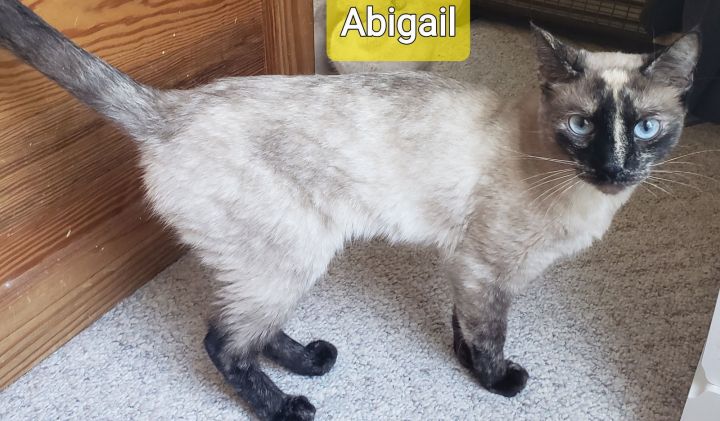 Abigail 1