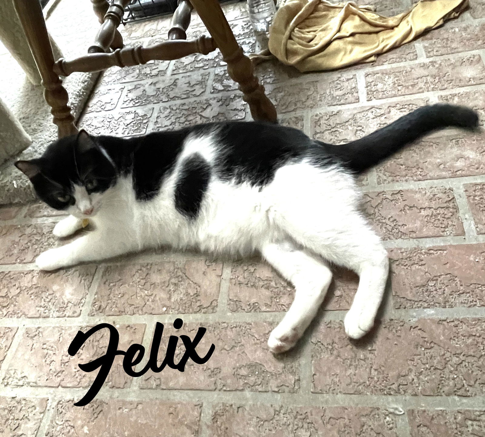 Felix #bonded-to-Squeakers