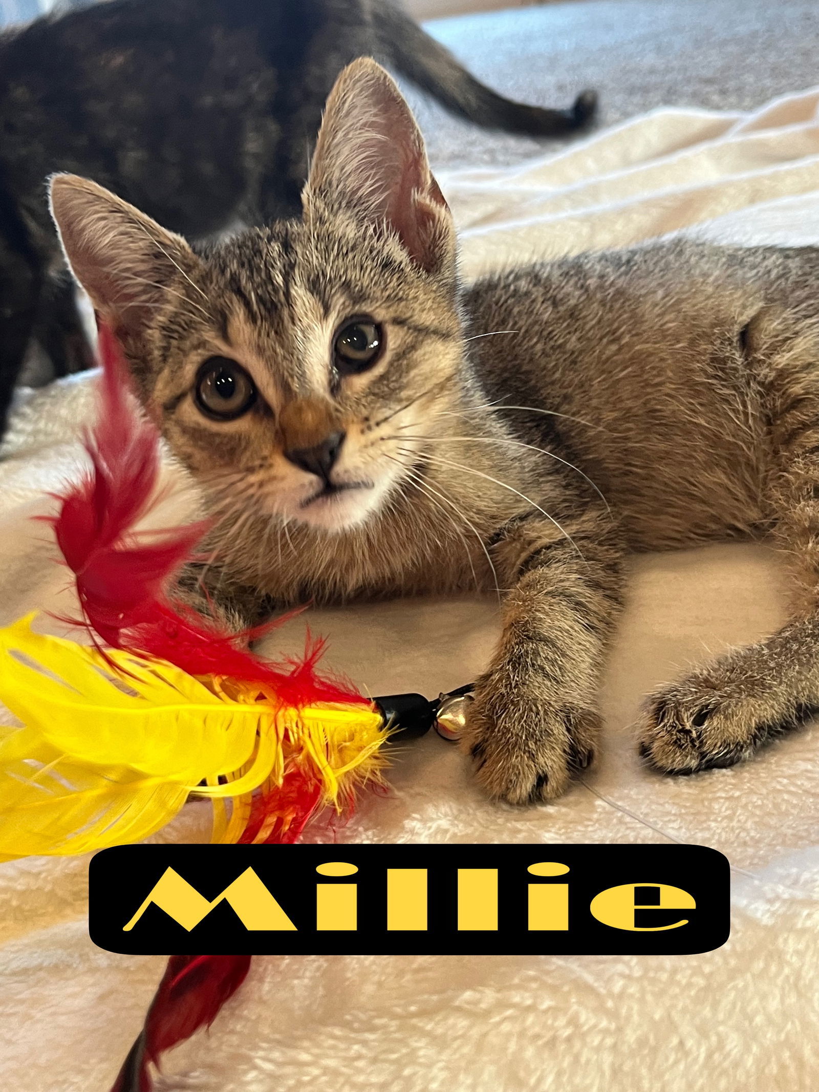 Millie