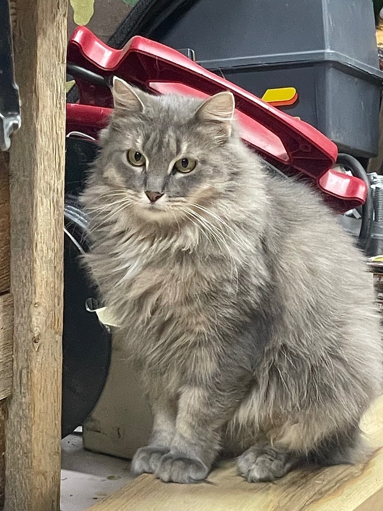 Maize, an adoptable Domestic Medium Hair in Glenfield, NY, 13343 | Photo Image 1