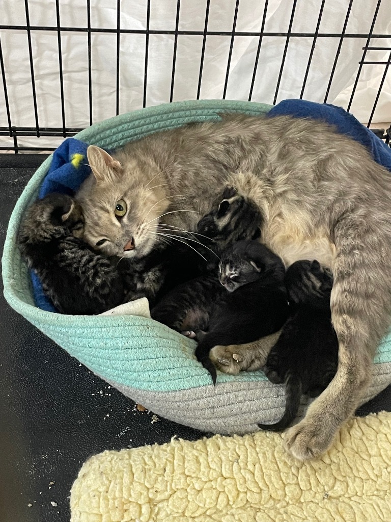 Maize, an adoptable Domestic Medium Hair in Glenfield, NY, 13343 | Photo Image 2