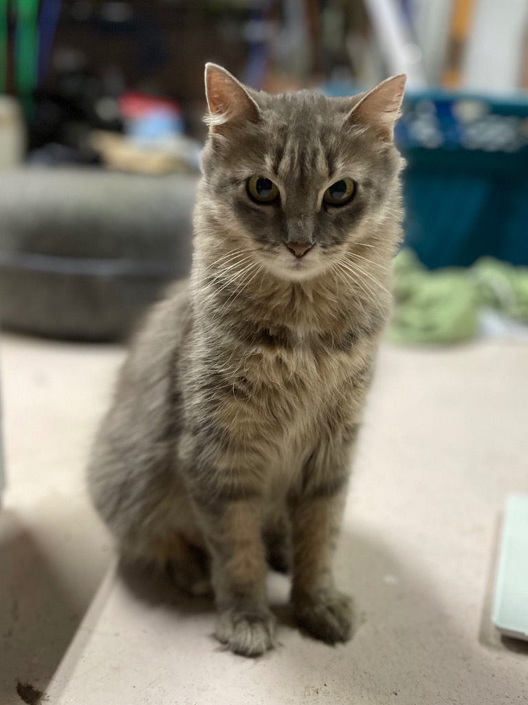 Maize, an adoptable Domestic Medium Hair in Glenfield, NY, 13343 | Photo Image 3