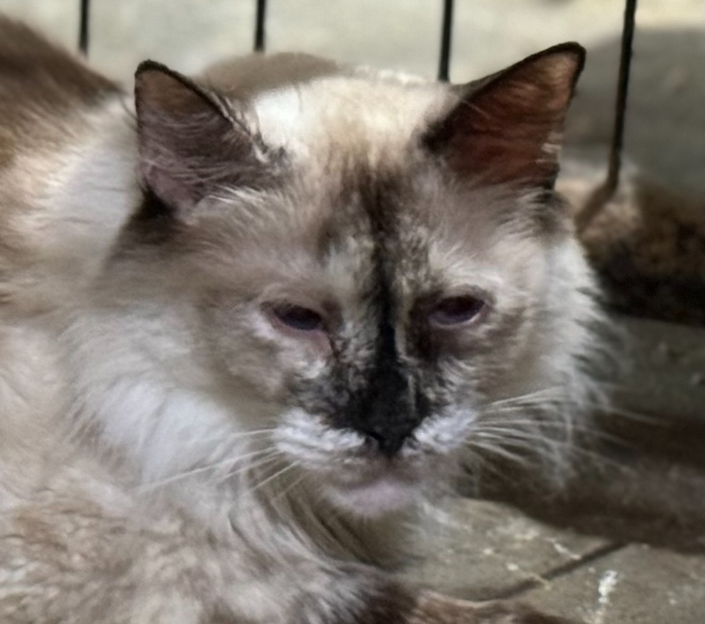 Icee, an adoptable Ragdoll, Siamese in New Braunfels, TX, 78130 | Photo Image 1