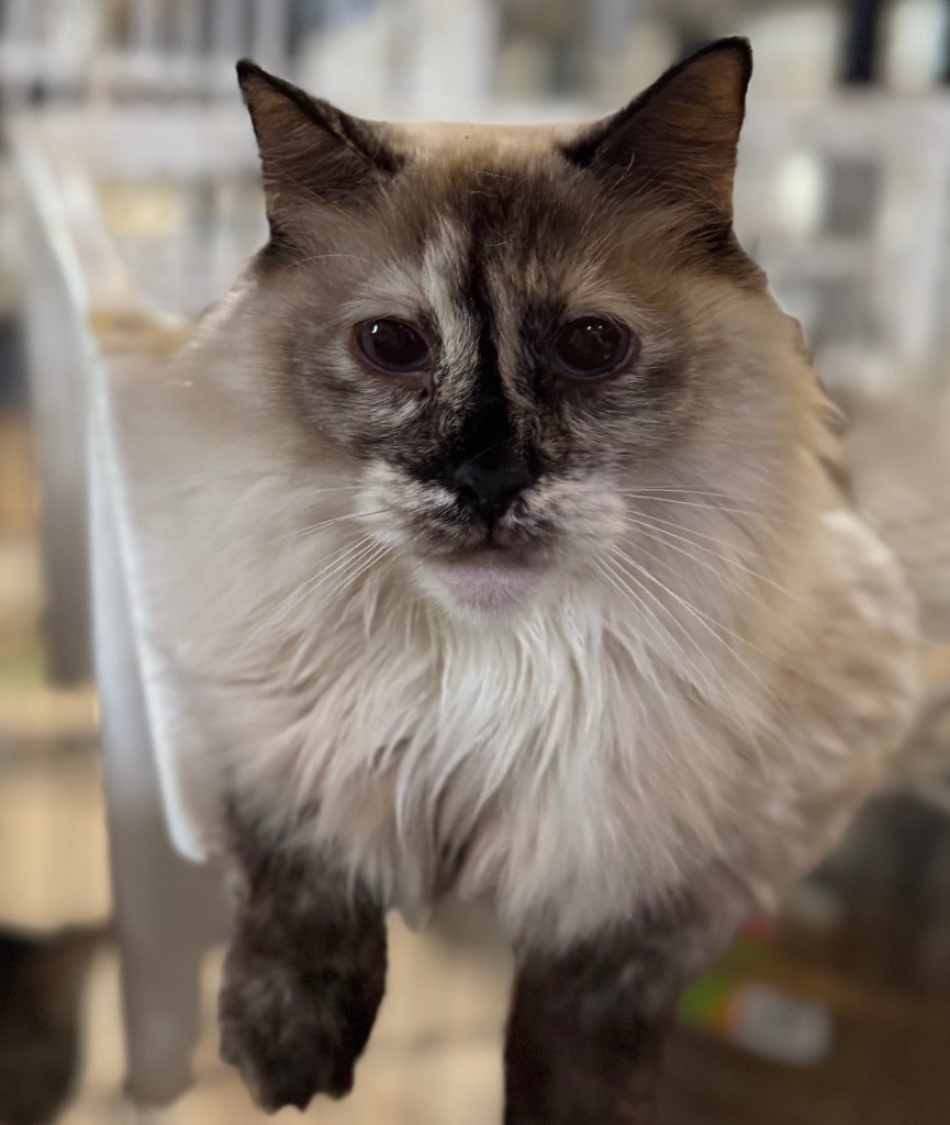 Icee, an adoptable Ragdoll, Siamese in New Braunfels, TX, 78130 | Photo Image 1