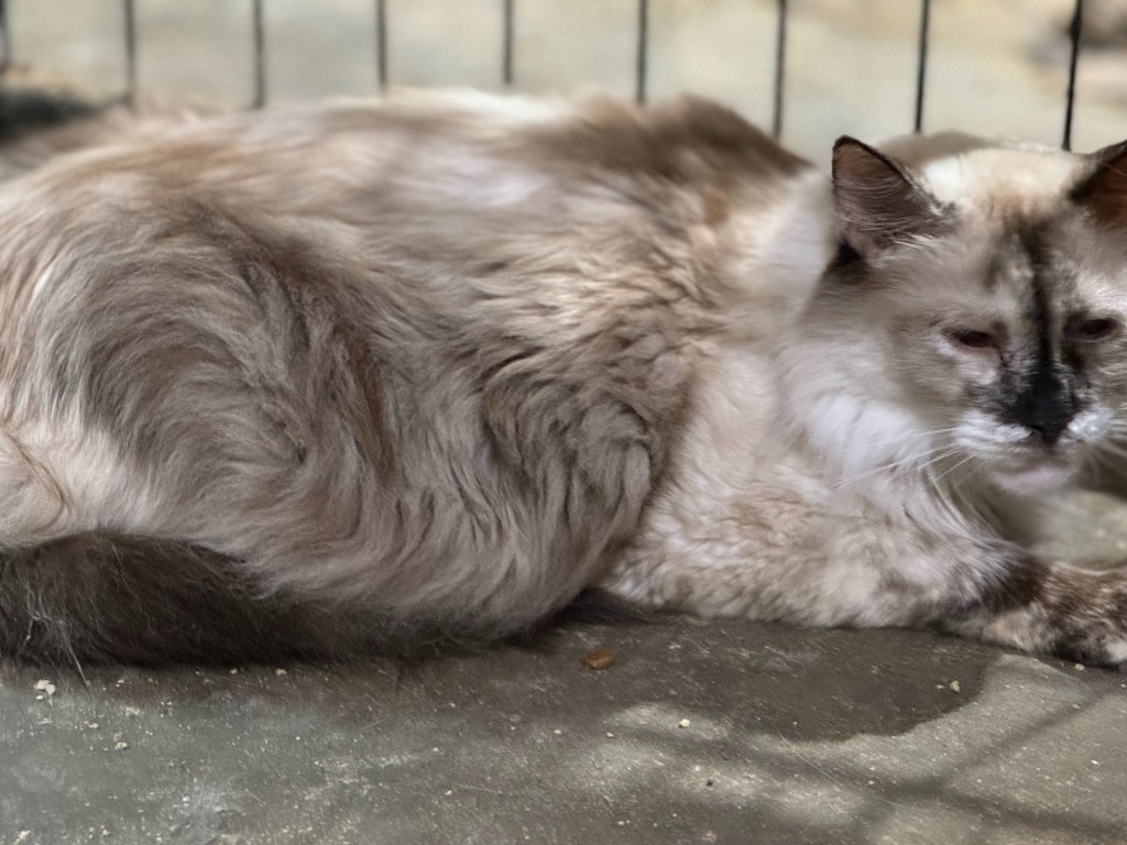 Icee, an adoptable Ragdoll, Siamese in New Braunfels, TX, 78130 | Photo Image 2