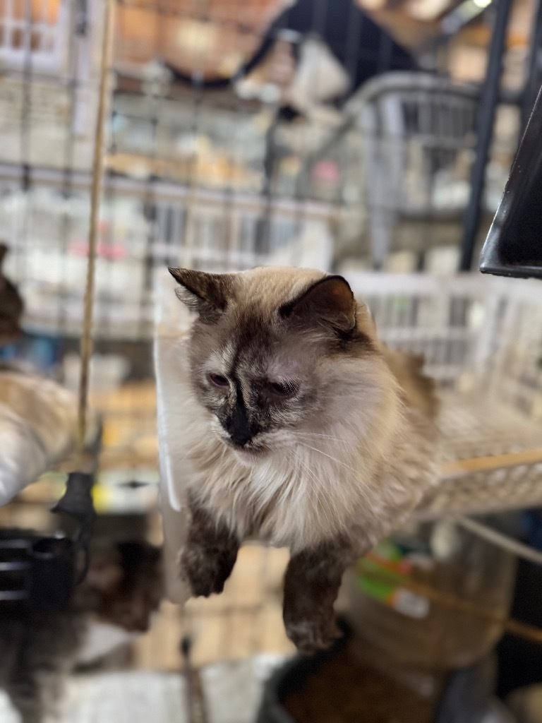 Icee, an adoptable Ragdoll, Siamese in New Braunfels, TX, 78130 | Photo Image 5