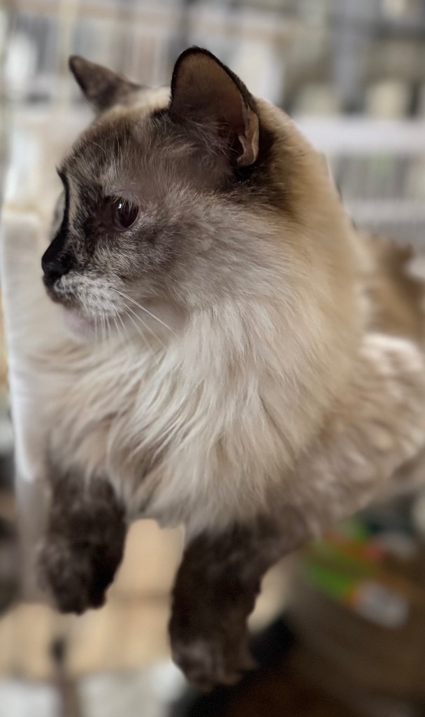 Icee, an adoptable Ragdoll, Siamese in New Braunfels, TX, 78130 | Photo Image 6