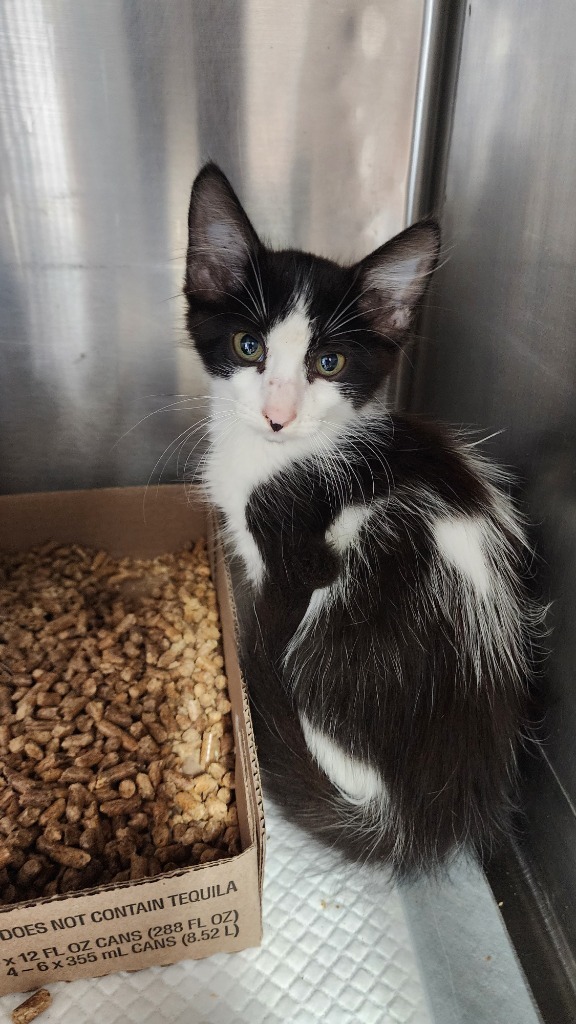 Mischeif, an adoptable Domestic Short Hair in Brownwood, TX, 76801 | Photo Image 1