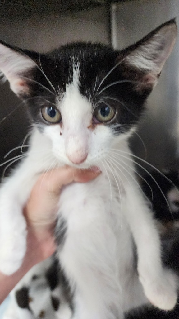 Kodak, an adoptable Domestic Short Hair in Brownwood, TX, 76801 | Photo Image 1