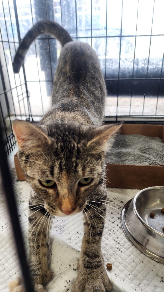 Cinderella, an adoptable Domestic Short Hair in Brownwood, TX, 76801 | Photo Image 1