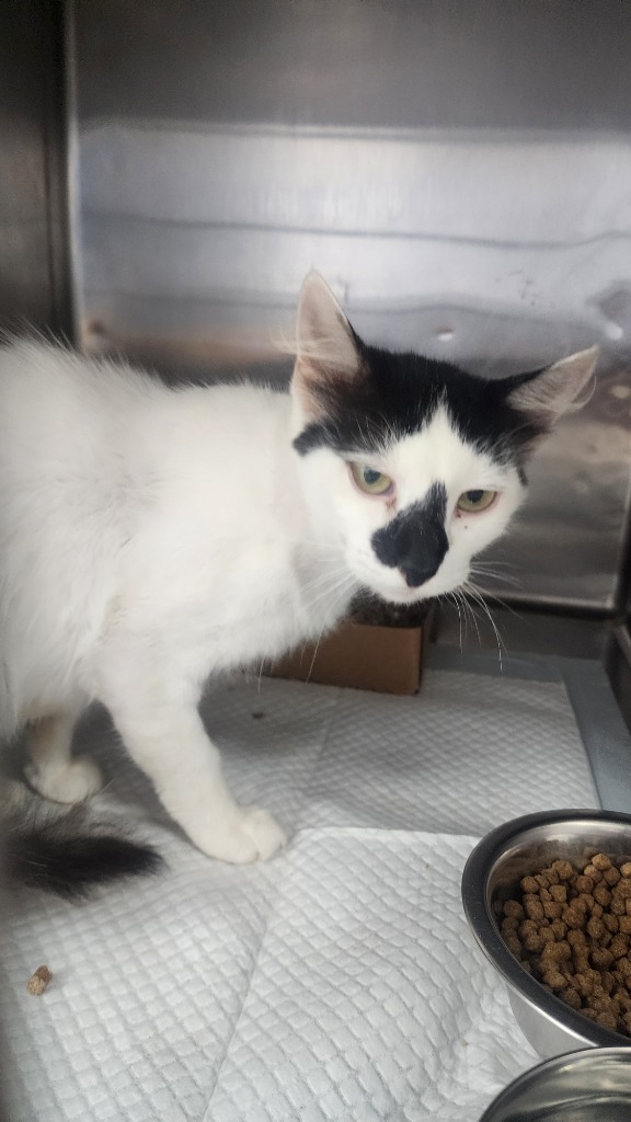 Tilly, an adoptable Domestic Short Hair in Brownwood, TX, 76801 | Photo Image 1