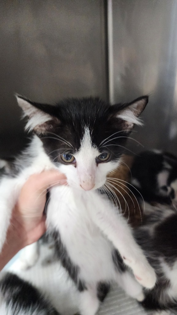 Dash, an adoptable Domestic Short Hair in Brownwood, TX, 76801 | Photo Image 1