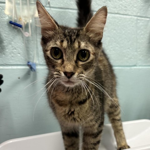 Mama Cat, an adoptable Domestic Medium Hair in Abilene, TX, 79602 | Photo Image 1