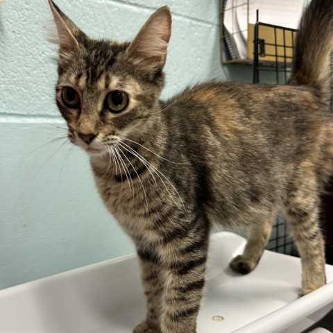 Mama Cat, an adoptable Domestic Medium Hair in Abilene, TX, 79602 | Photo Image 2