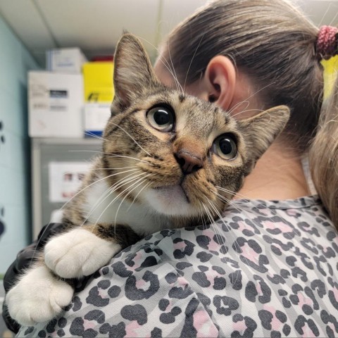 Pepper, an adoptable Domestic Short Hair in Abilene, TX, 79602 | Photo Image 1