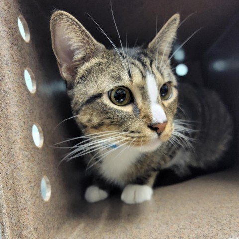 Salt, an adoptable Domestic Short Hair in Abilene, TX, 79602 | Photo Image 1