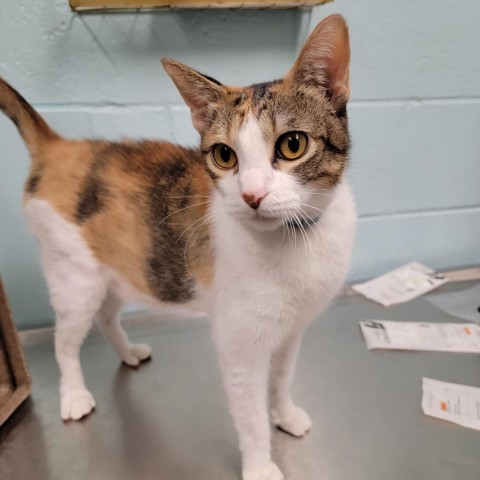 Pumpkin, an adoptable Domestic Short Hair in Abilene, TX, 79602 | Photo Image 1