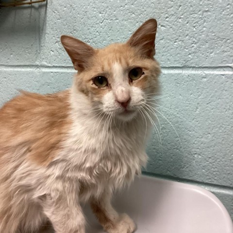 Louis, an adoptable Domestic Long Hair in Abilene, TX, 79602 | Photo Image 1