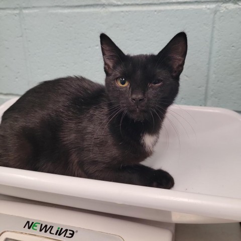 Casper, an adoptable Domestic Short Hair in Abilene, TX, 79602 | Photo Image 1