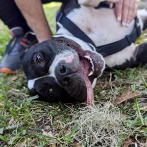Dot, Adult Female Mixed Breed