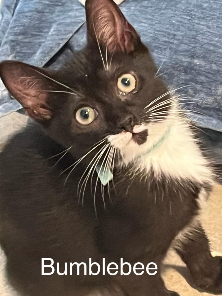 Bumblebee, an adoptable Domestic Short Hair in Hoover , AL, 35226 | Photo Image 1