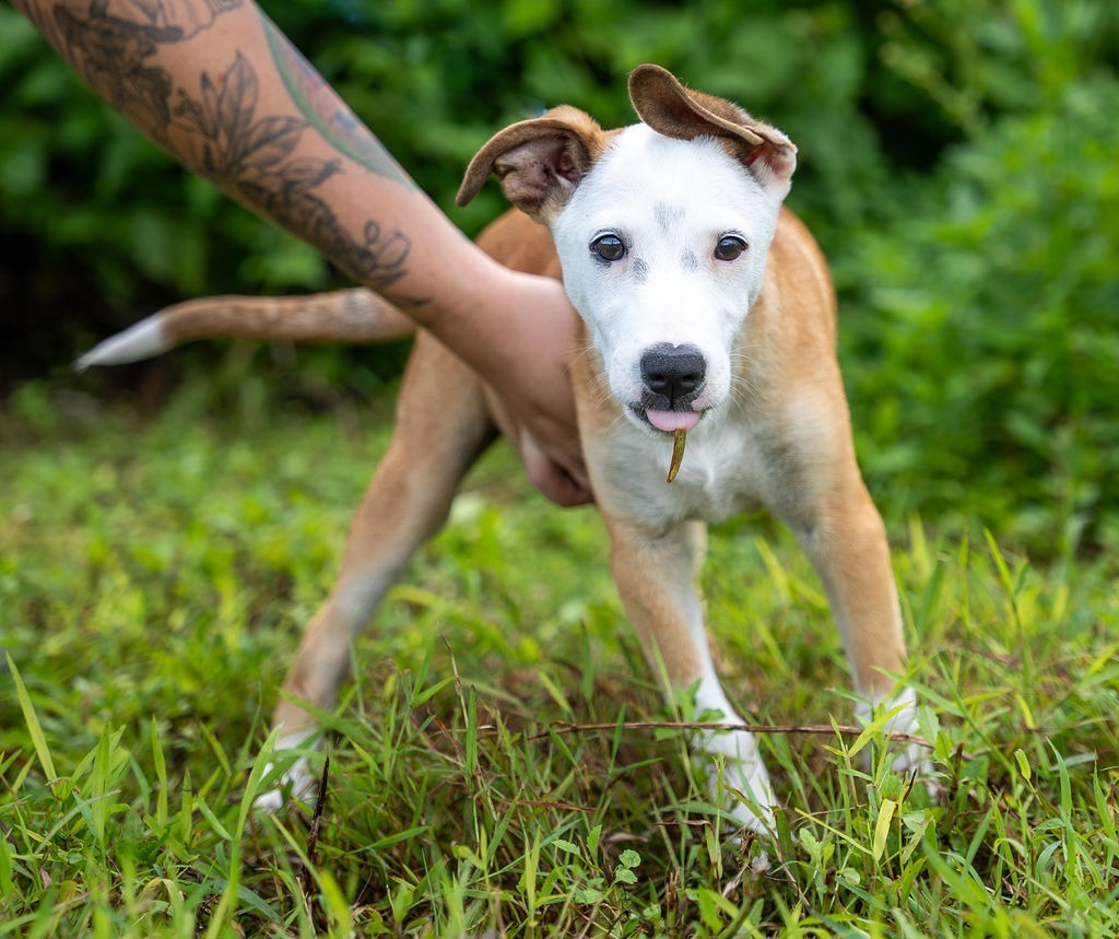 Hickory, an adoptable Affenpinscher in Mangilao, GU, 96923 | Photo Image 1