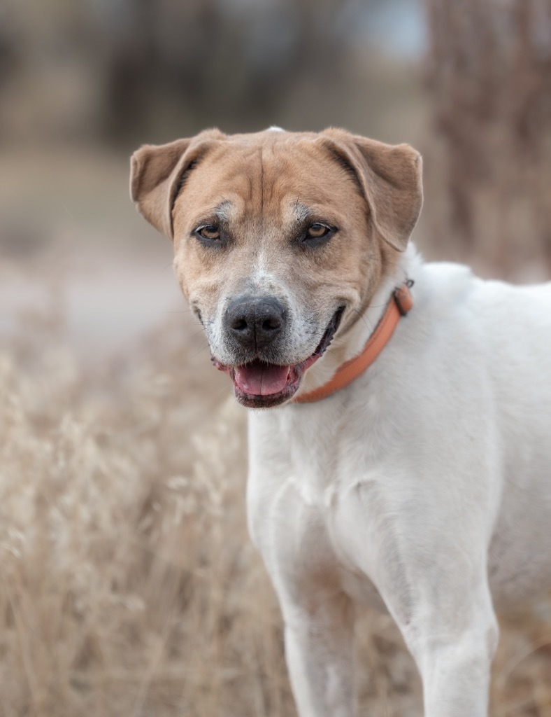 Buster, an adoptable Pit Bull Terrier in Gillette, WY, 82716 | Photo Image 1