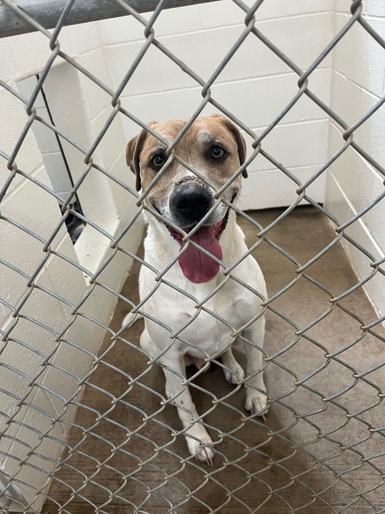 Buster, an adoptable Pit Bull Terrier in Gillette, WY, 82716 | Photo Image 2