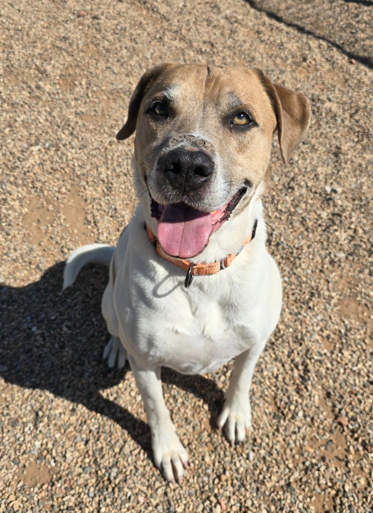 Buster, an adoptable Pit Bull Terrier in Gillette, WY, 82716 | Photo Image 3