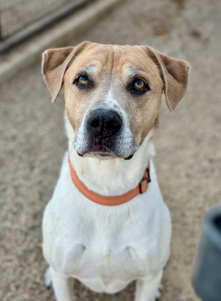 Buster, an adoptable Pit Bull Terrier in Gillette, WY, 82716 | Photo Image 4